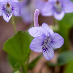 Viola rostrata (long-spur violet)